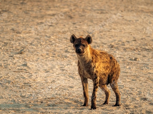 Preview: Solitary hyena pondering its surroundings.