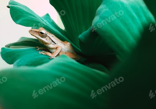 Preview: Common tree frog