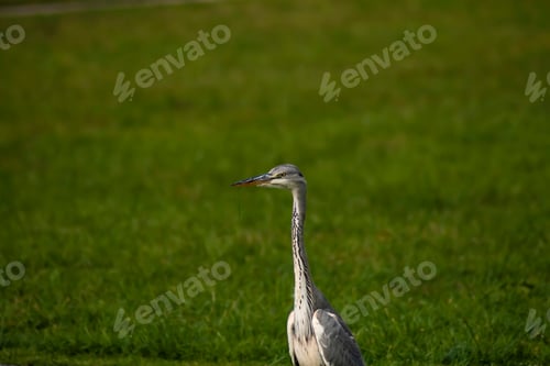 Preview: Gray heron