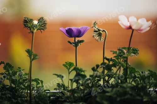 Preview: Beautiful details of Anemone
