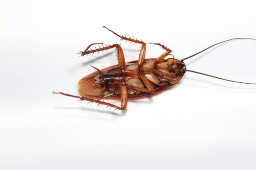 Preview: Roaches lie dead on wooden floor, Dead cockroach