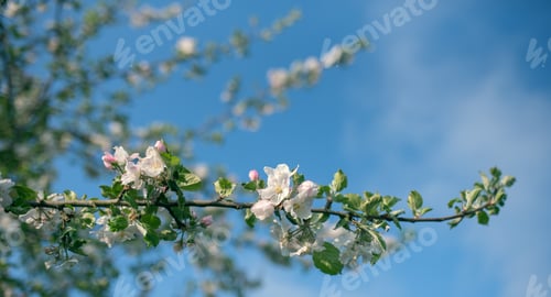 Preview: Blossom apple tree. blue sky