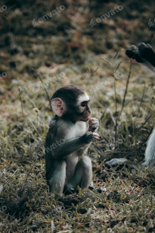 Preview: Baby monkey playing and eating