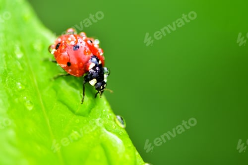 Preview: Macrophotography of large and red with black dots ladybug