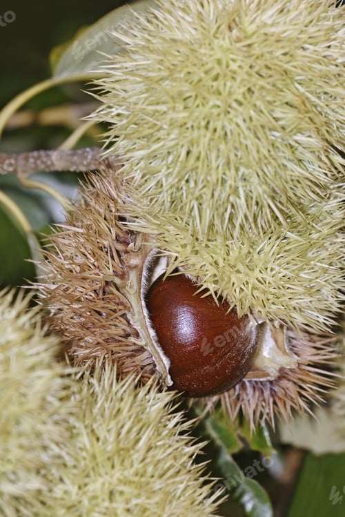 Preview: American Chestnut Nut (Castanea Dentata)
