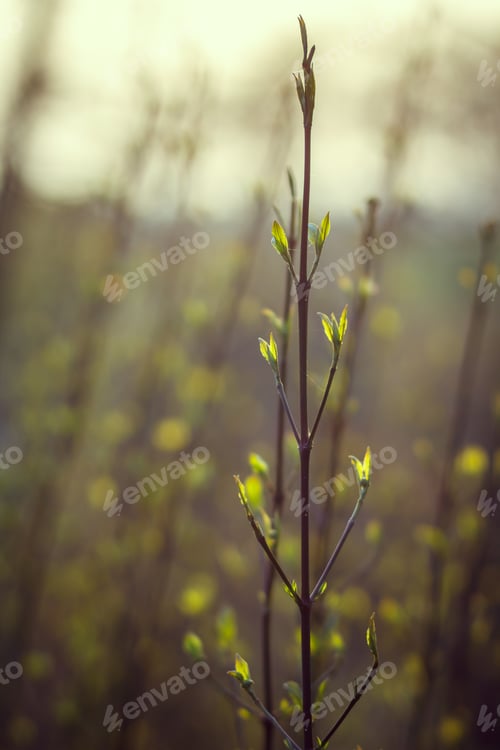 Preview: Closeup of twigs with leaf buds ready to burst. nature waking up at spring time with tree branch