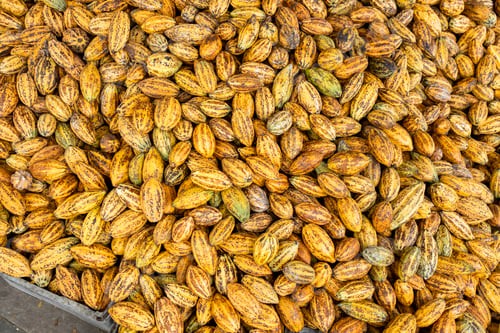 Preview: Cacao tree with cacao pods in a organic farm.
