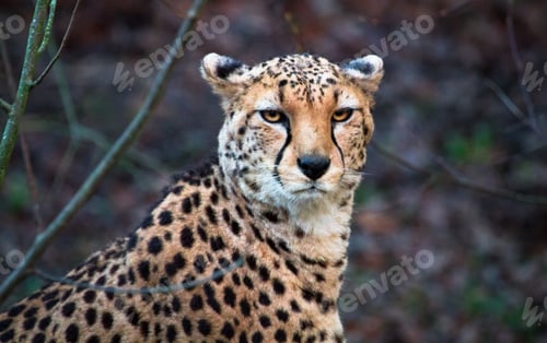 Preview: North African Cheetah Looking at the Camera