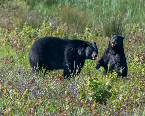 Preview: Two black bears standing in a grassy field, surrounded by tall blades of grass.