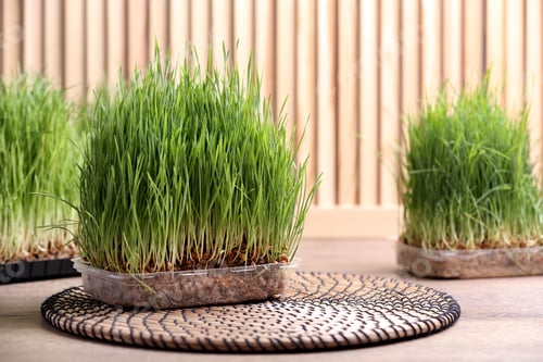 Preview: Containers with sprouted wheat grass on table. Space for text