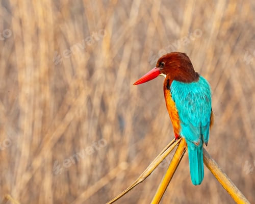 Preview: Small bird perched atop a wooden stick in a lush green grassy landscape