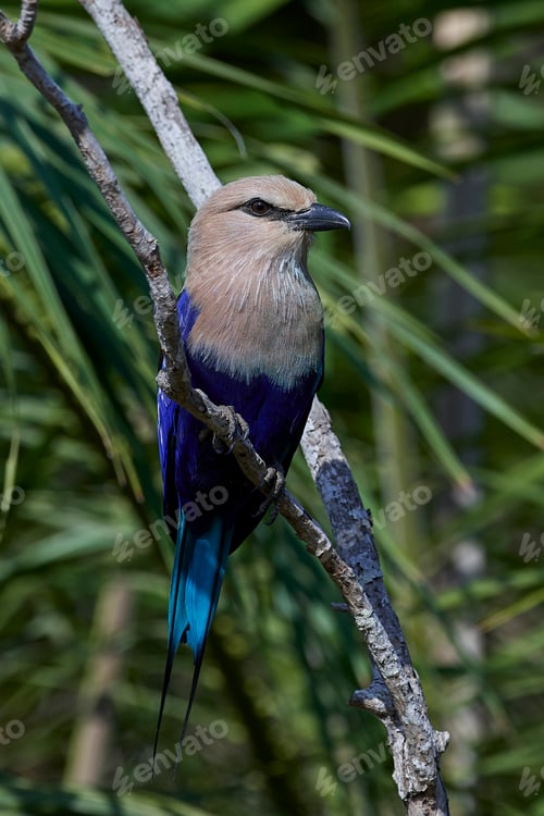 Preview: Blue-bellied roller (Coracias cyanogaster)