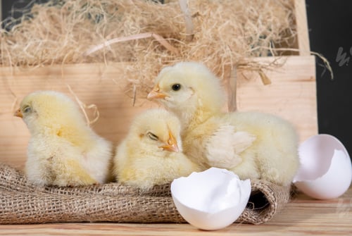 Preview: Three cute yellow baby chicks with broken eggshell on burlap sack and hay in the basket