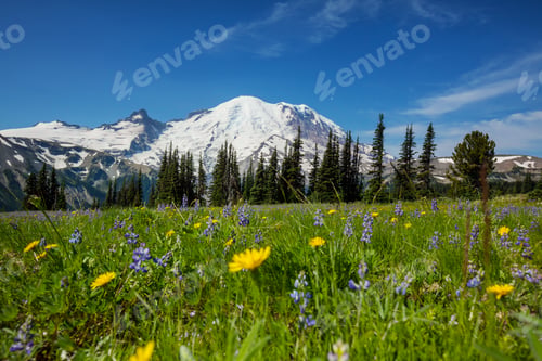 Preview: Mountains meadow