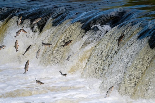 Preview: The Venta Rapid waterfall in May with fish jumping out of the water in Kuldiga in Latvia