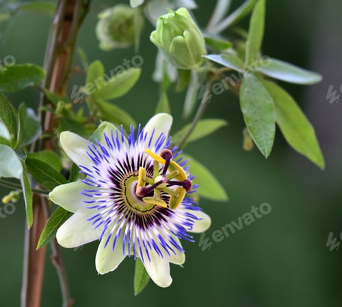 Preview: Nice passion flower in the garden