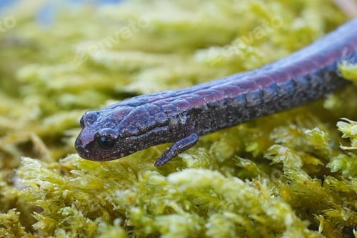 Preview: Closeup on the small North-American slender salamander, Batrachoseps attenuatus , California