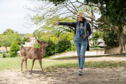 Preview: woman extending hand to greet deer at todaiji