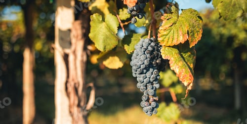 Preview: Vineyards and grapes for the Italian production of balsamic vinegar
