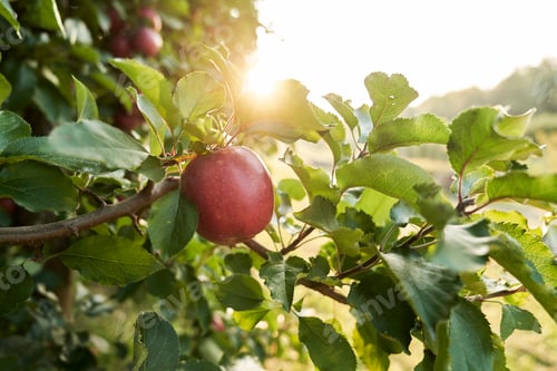 Preview: Detail of apple hanging on the branch