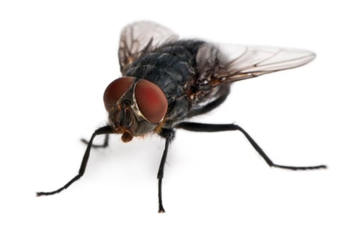 Preview: Housefly, Musca domestica, in front of white background
