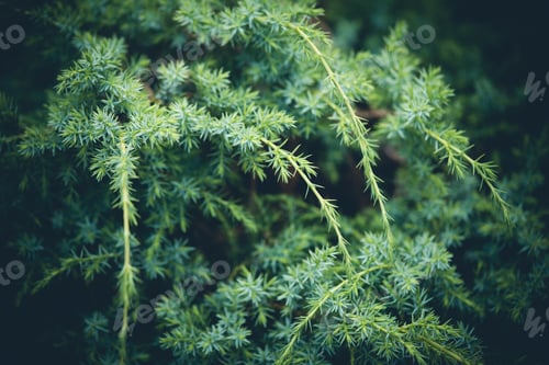 Preview: Juniper branch background.