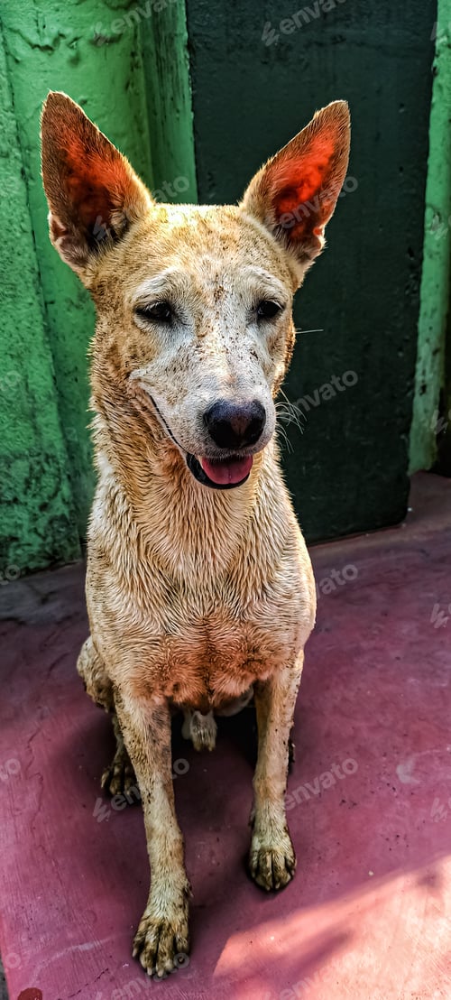 Preview: Indian pariah dog..