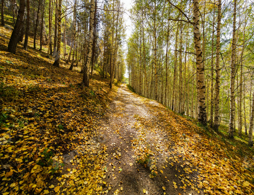 Preview: A dirt road through an autumn forest of birch trees