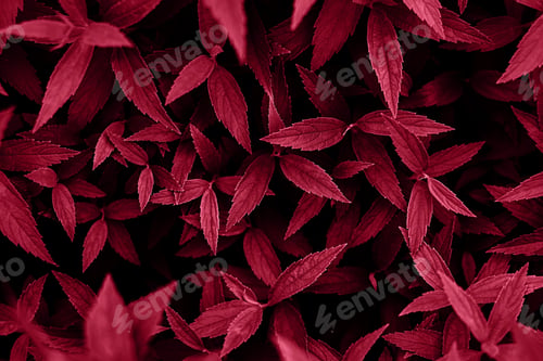 Preview: Fresh green plant leaves lush foliage natural background.