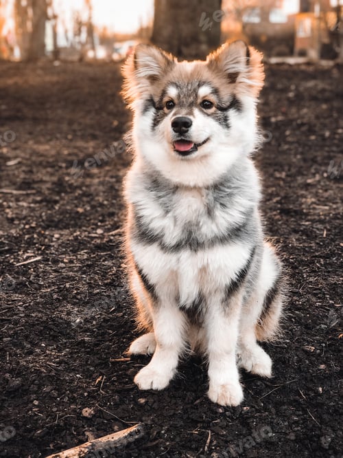 Visualização: Portrait of a young puppy finnish lapphund dog during sunset