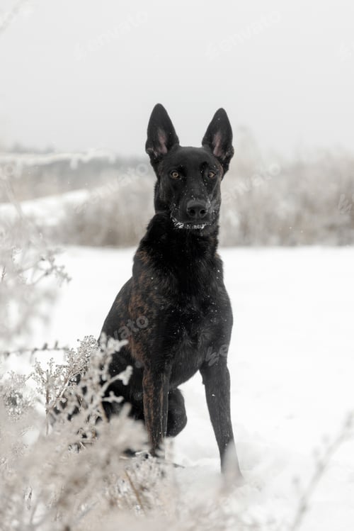 Preview: Black Dutch Shepherd Dog Standing in Snowy Winter Field