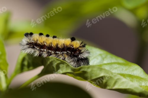 Preview: Fuzzy caterpillar