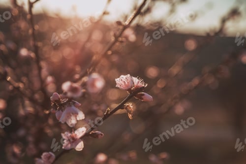 Preview: Beautiful flowering peach. Background with flowers on a spring day, sunset