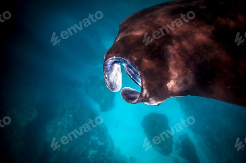 Preview: Majestic manatee swimming in clear blue waters