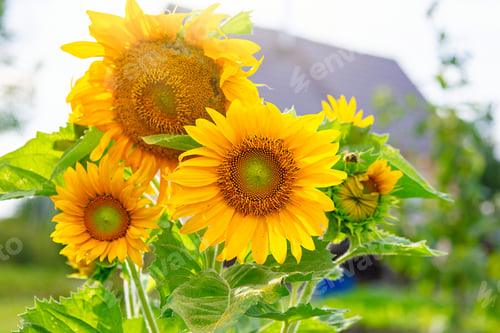 Preview: Beautiful yellow sunflowers grows in the countryside