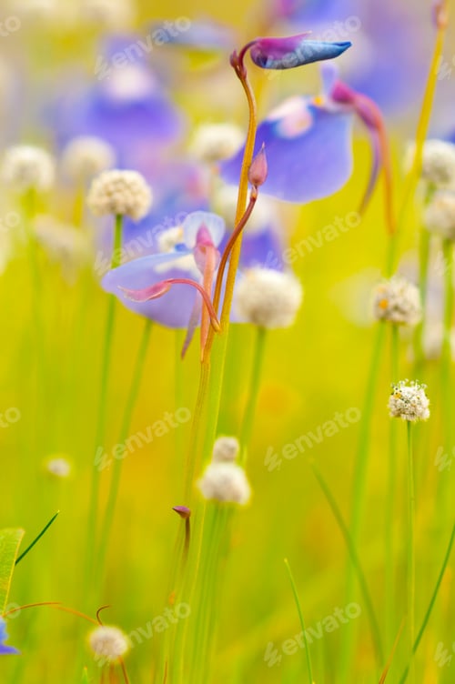Preview: Beautiful wild flowers in a meadow, Flower background.