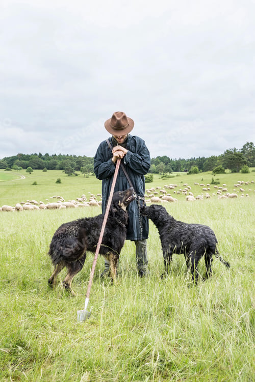 Preview: Farmer in field with sheepdogs