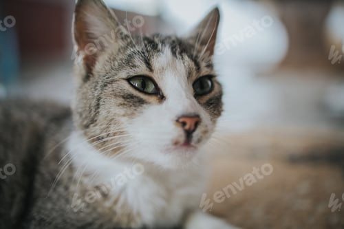 Preview: Portrait of a cute tabby cat with green eyes lying on the ground