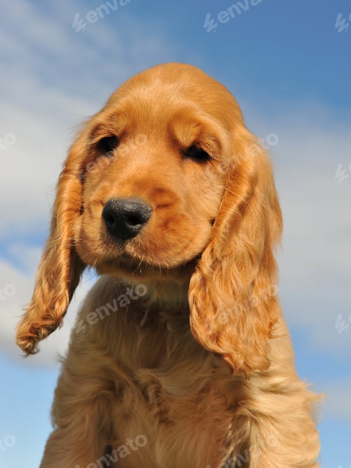 Preview: head of cocker spaniel