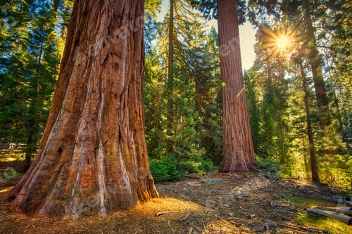 Preview: Sunlight In The Forest, General Grant Grove, Sequoia & Kings Canyon National Park