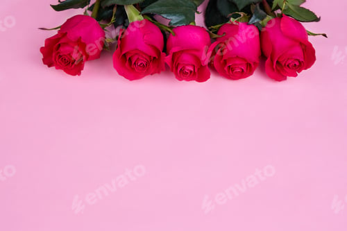 Preview: Roses on a pink background. A web banner, a postcard for Valentine's Day, Mother's Day, Birthday.