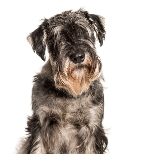 Preview: Standard Schnauzer looking at camera against white background