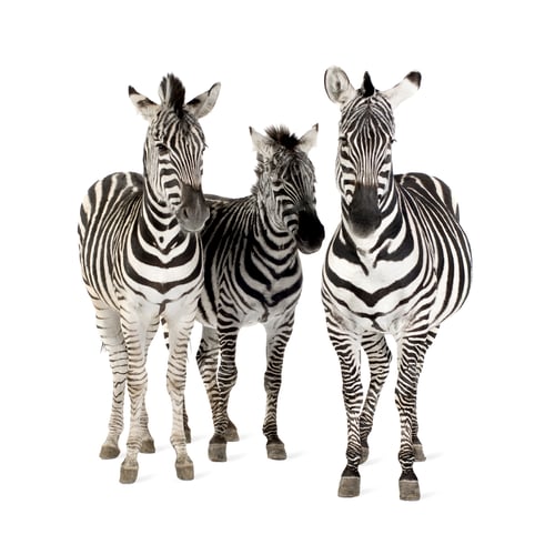 Preview: Zebra