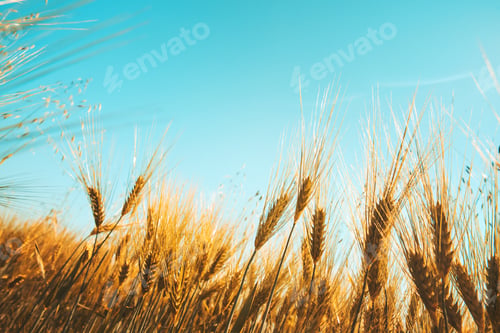 Preview: farm