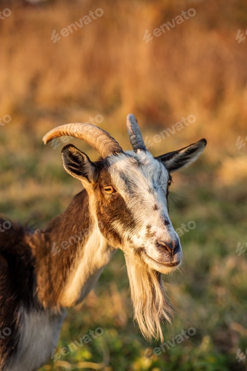 Preview: Goat Walking Through Meadow at Sunset. Agritourism.