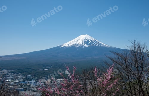 Preview: Fuji Mountain with Cherry blossom Sakura Japan in Spring