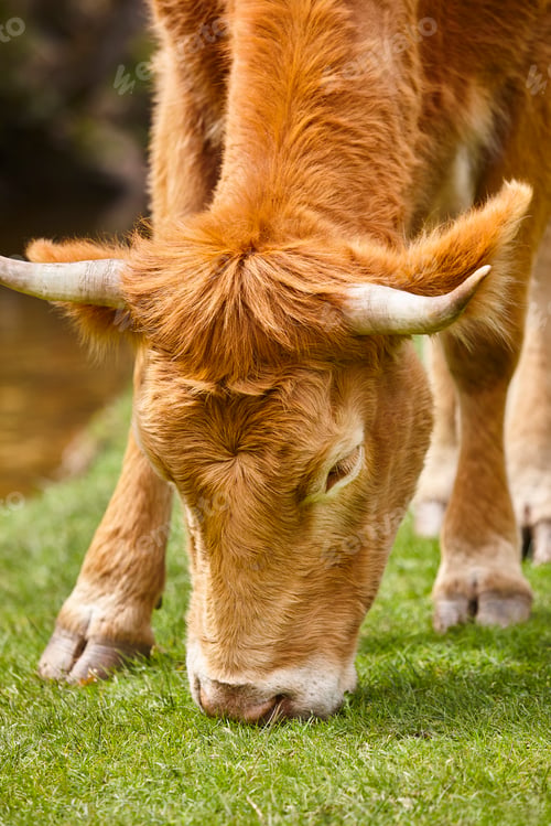 Preview: Cow grazing natural pasture. Head detail. Cattle livestock farming