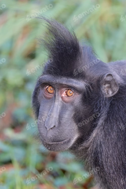 Preview: Macaca nigra close up on green blurred background