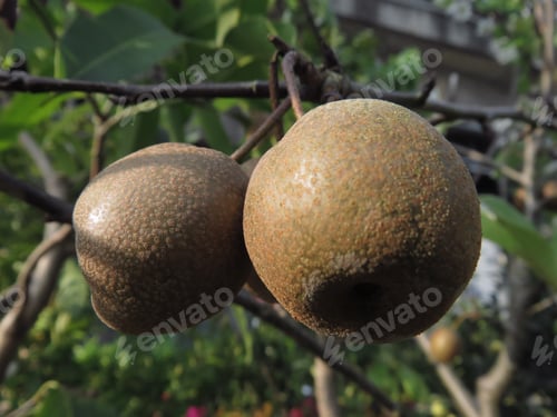 Preview: Selective focus closeup of a winter nelis pear in a tree in the garden
