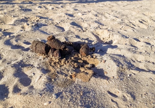 Preview: Dog poop, excrement in the sand of a beach, unsanitary concept.